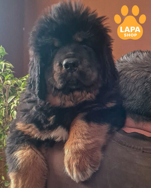 чорний підпалий тибетський мастиф