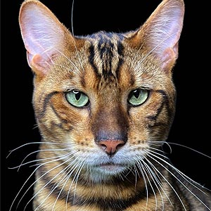 Квилон — эффектный котенок породы тойгер в тигровой шубке toy dad 1