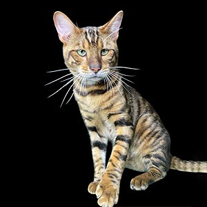 Квилон — эффектный котенок породы тойгер в тигровой шубке toy dad1