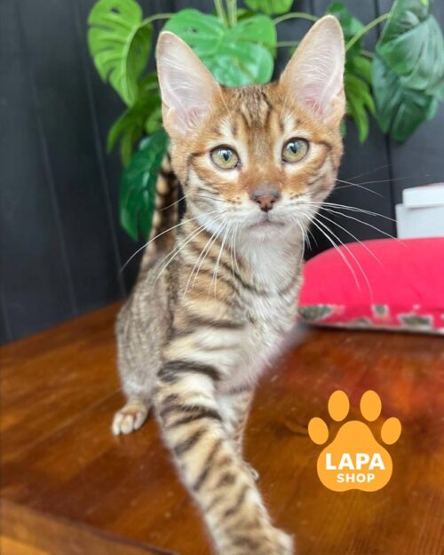 кошеня тойгер