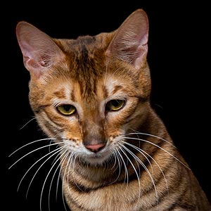 Квилон — эффектный котенок породы тойгер в тигровой шубке toy mom 1