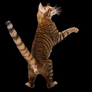 Квилон — эффектный котенок породы тойгер в тигровой шубке toy mom1