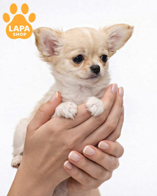 кремове чихуахуа