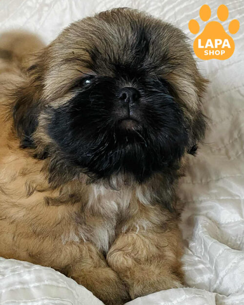 золотий ши-тцу