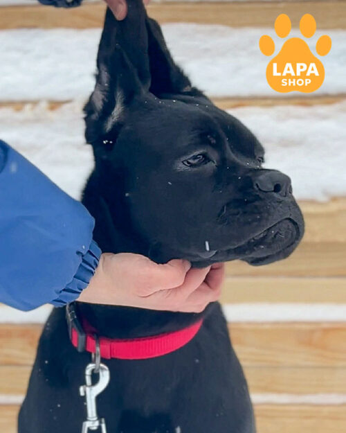 чорний кане корсо