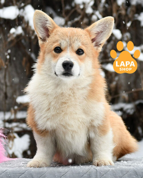 red and white welsh corgi pembroke