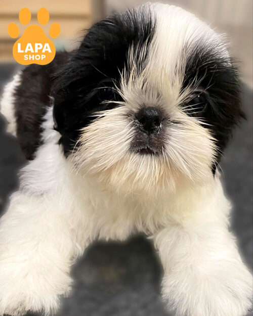 чорно-білий ши-тцу