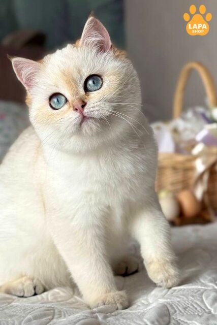 чорний золотий скотіш-страйт