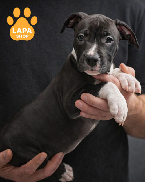 черно-белый амстаф