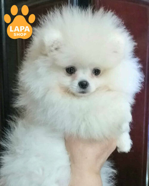 белый померанский шпиц