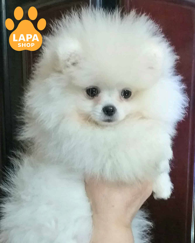 белый померанский шпиц