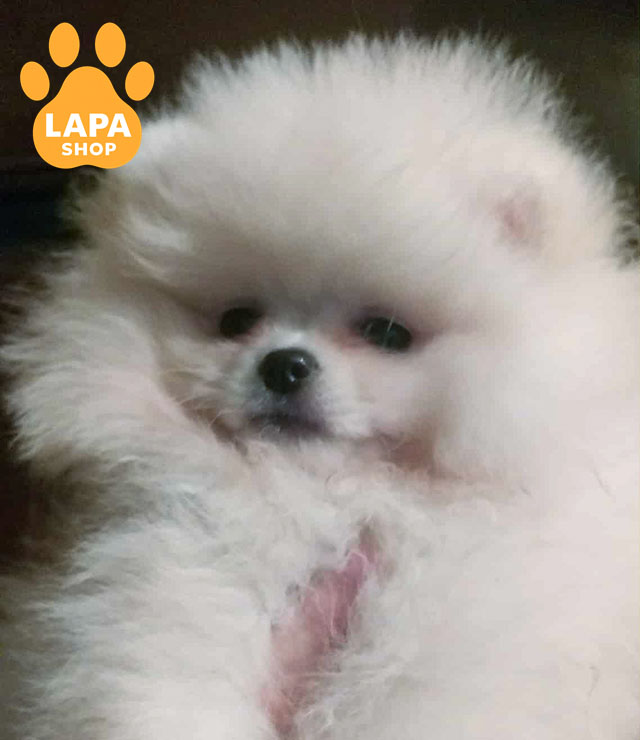 Ursa-White-Little-02