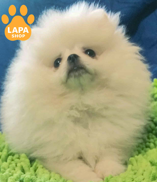 Ursa-White-Little-03