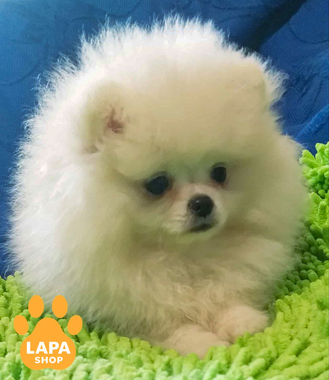 Ursa-White-Little-04