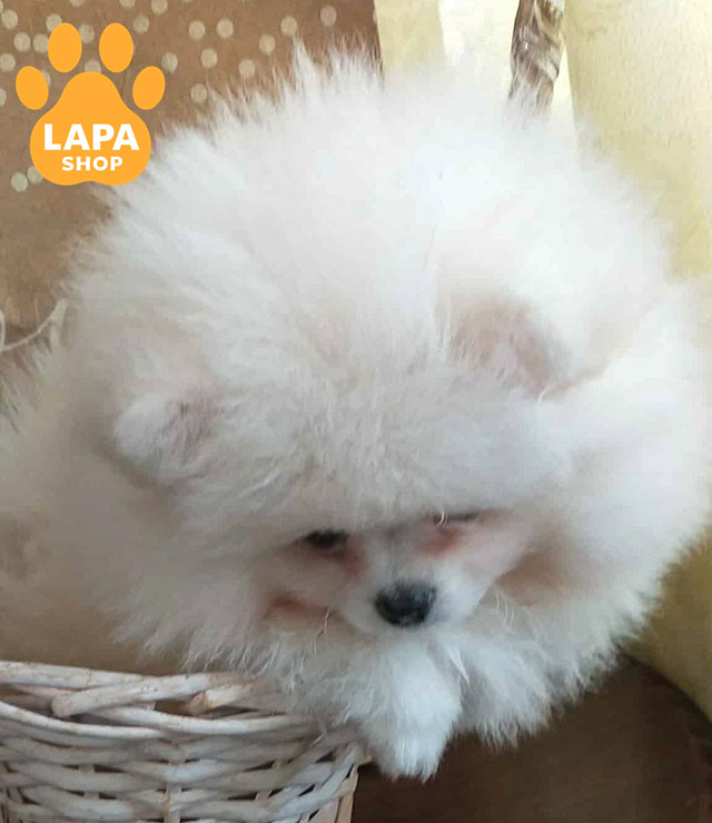 Ursa-White-Little-05