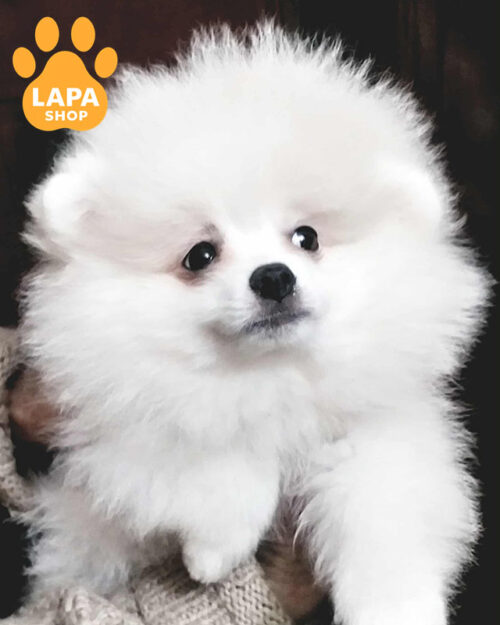 white Pomeranian