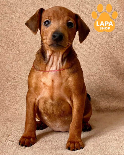 рудий цвергпінчер