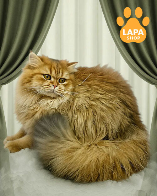 Лагідний британський котик Vikont