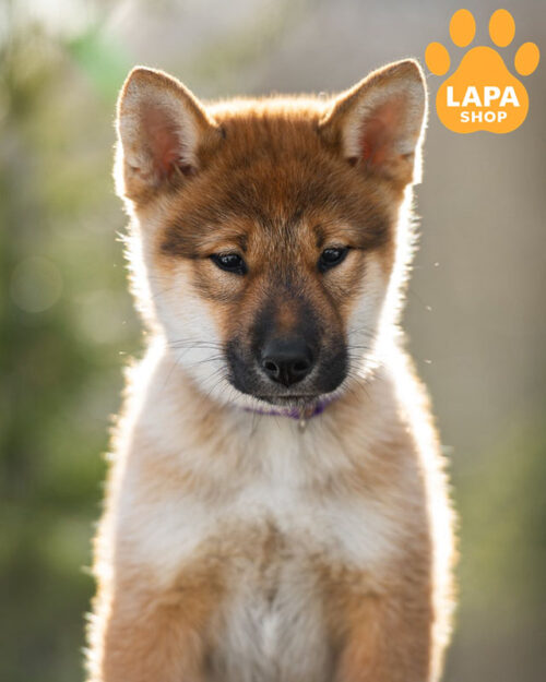 сикоку окраса сиам