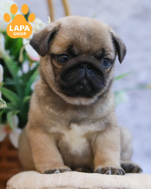 бежевий мопс