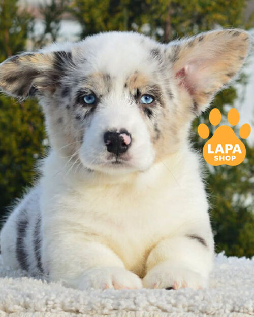 вельш корги кардиган окраса мерле