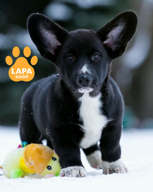 триколорний вельш коргі кардіган