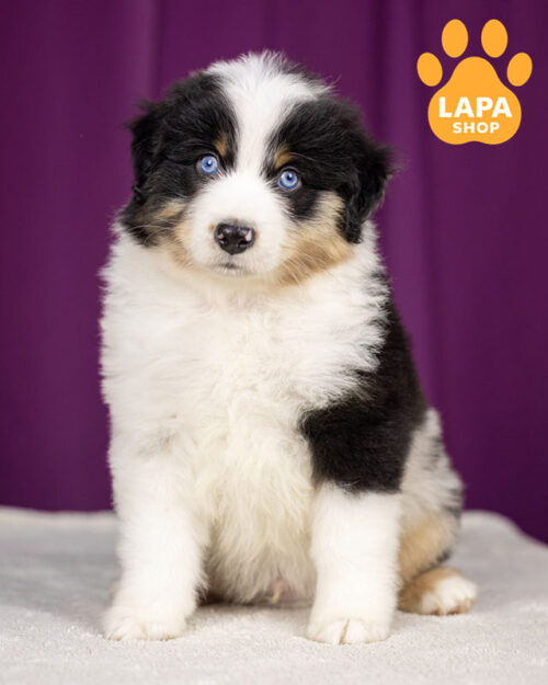 мініатюрна американська вівчарка