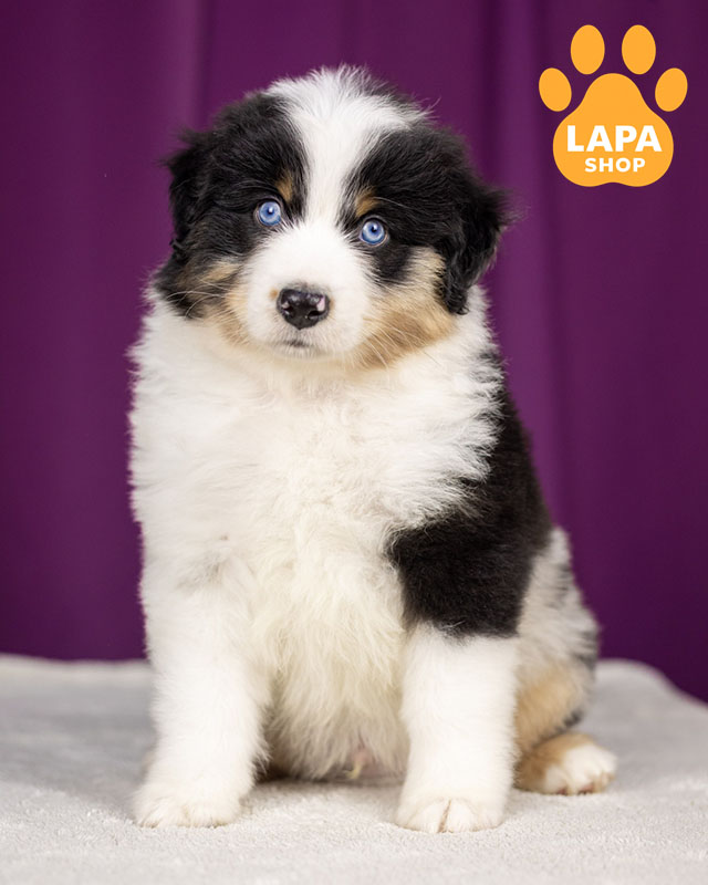 мініатюрна американська вівчарка