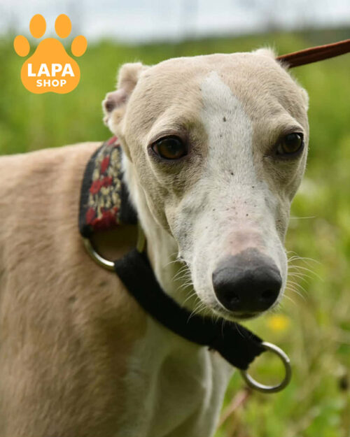 блакитий уіппет