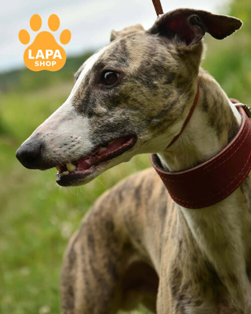 тигровий уіппет