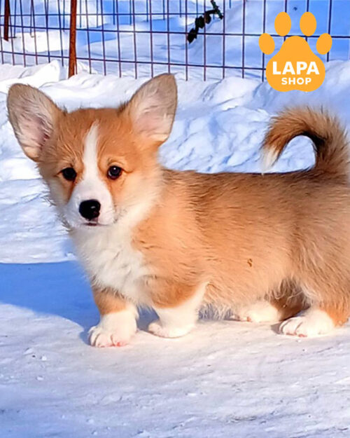 red and white welsh corgi pembroke