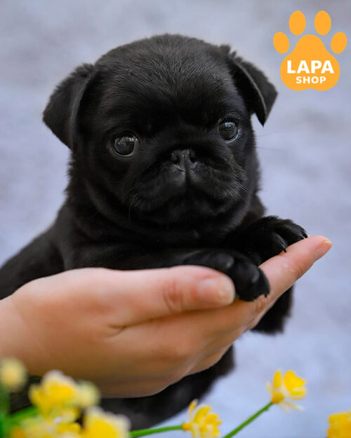 чорний мопс