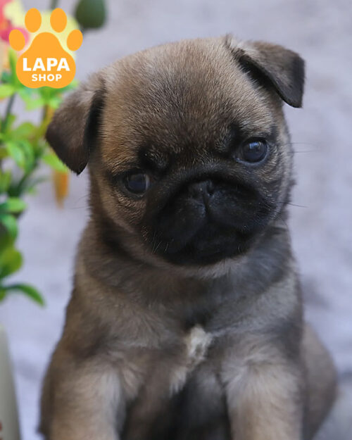 бужевий мопс