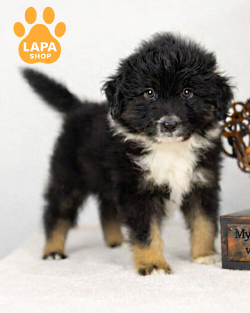 триколорна мініатюрна американська вівчарка