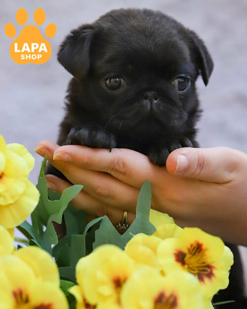 черный мопс