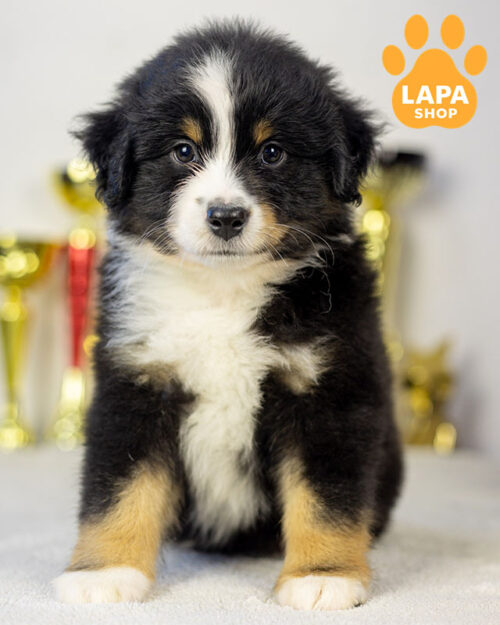 триколорна мініатюрна американська вівчарка