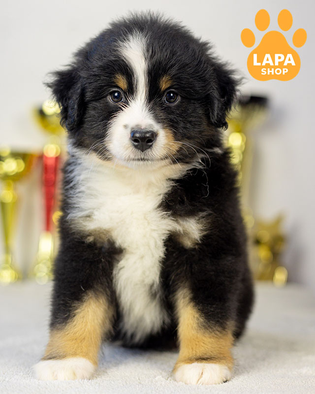 триколорна мініатюрна американська вівчарка