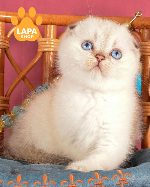 чорний золотий скотіш-фолд