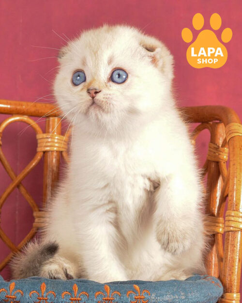 чорний золотий скотіш-фолд