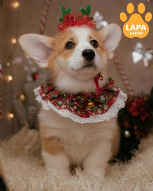 рудо-білий вельш коргі пемброк