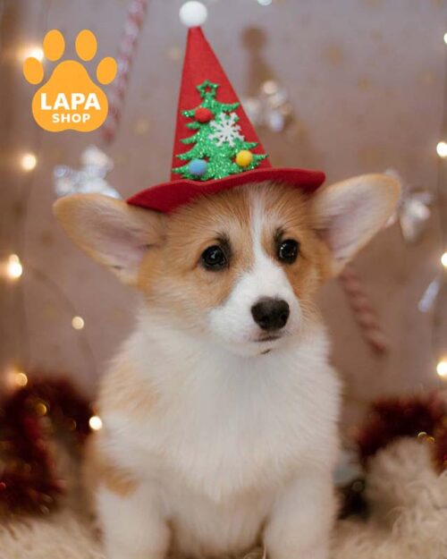 red and white welsh corgi pembroke