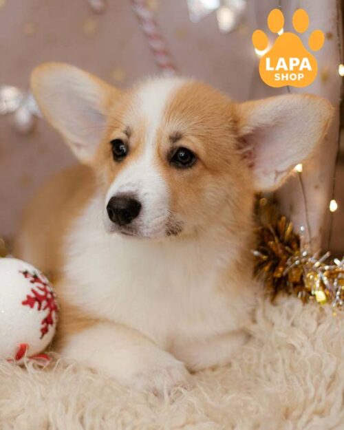 рудо-білий вельш коргі пемброк