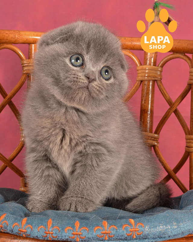 блакитний скотіш-фолд