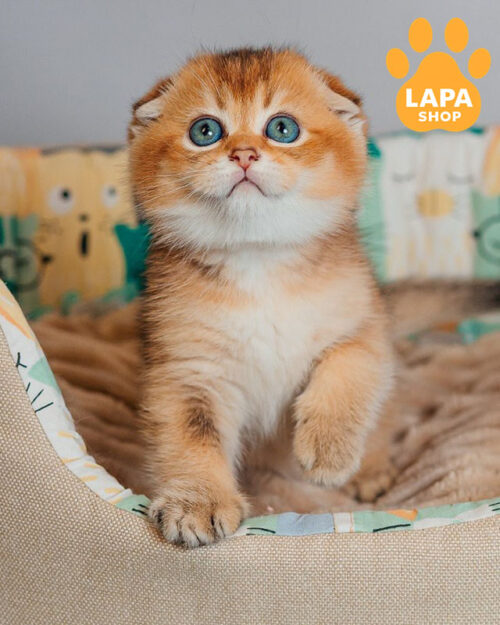 черный золотой скотиш-фолд