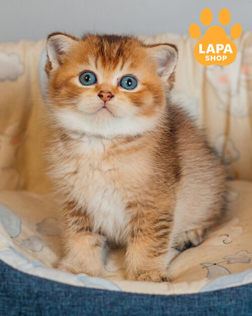 чорний золотий скотіш-страйт