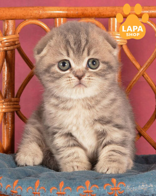 блакитний мармуровий скотіш-фолд