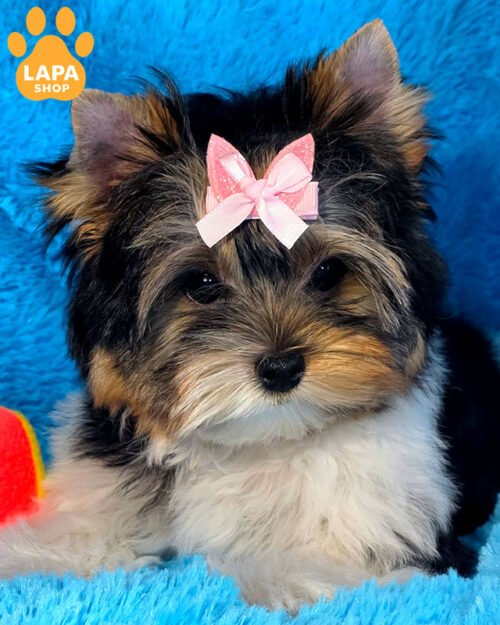 tricolor beaver yorkshire terrier