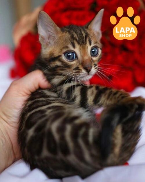 бенгальский котенок