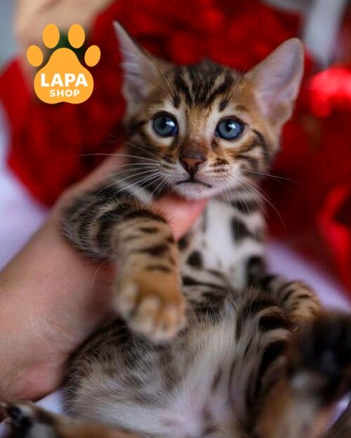 бенгальский котенок