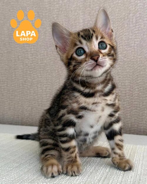 bengal kitty